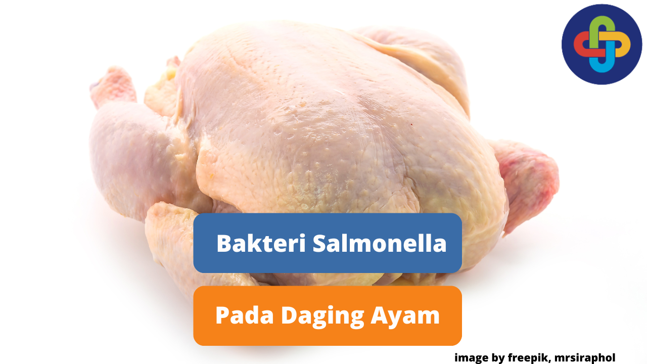 Berikut Ini Ulasan Kontaminasi Salmonella Pada Daging Ayam